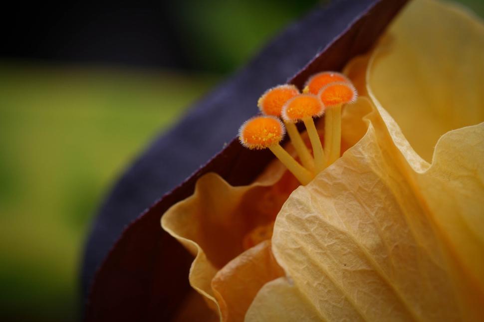 Free Image of Close-up of yellow flower with orange pistils detailed shot 