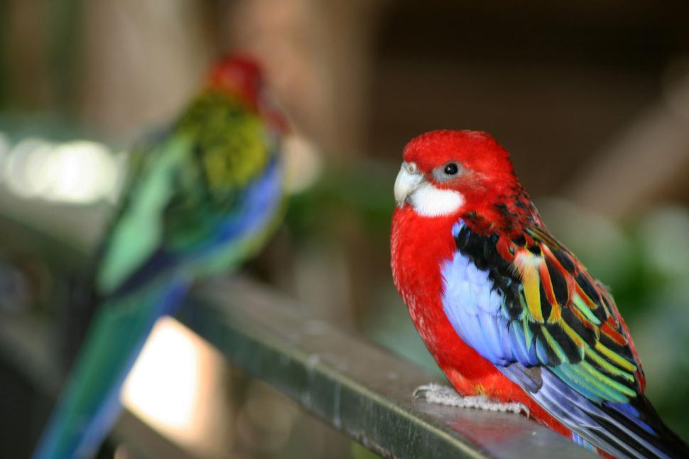 Free Image of Colorful bird with red, green, and blue plumage on railing 