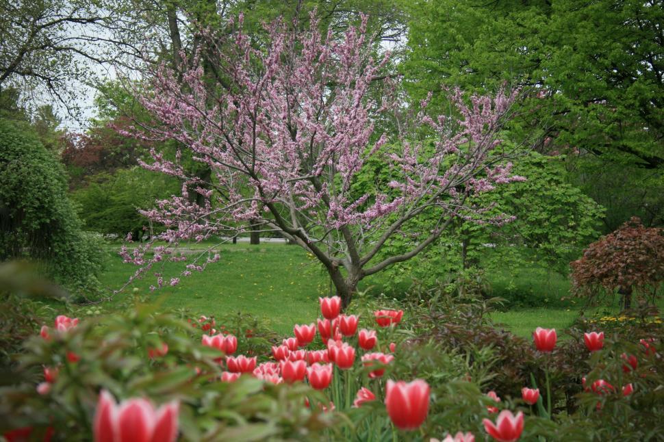 Free Image of Blooming tree with pink flowers surrounded by tulips 