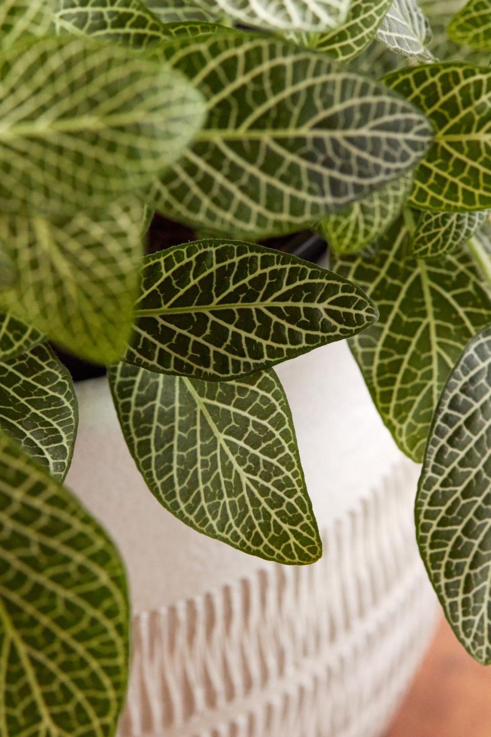 Free Image of Green foliage with intricate white veins in white pot 