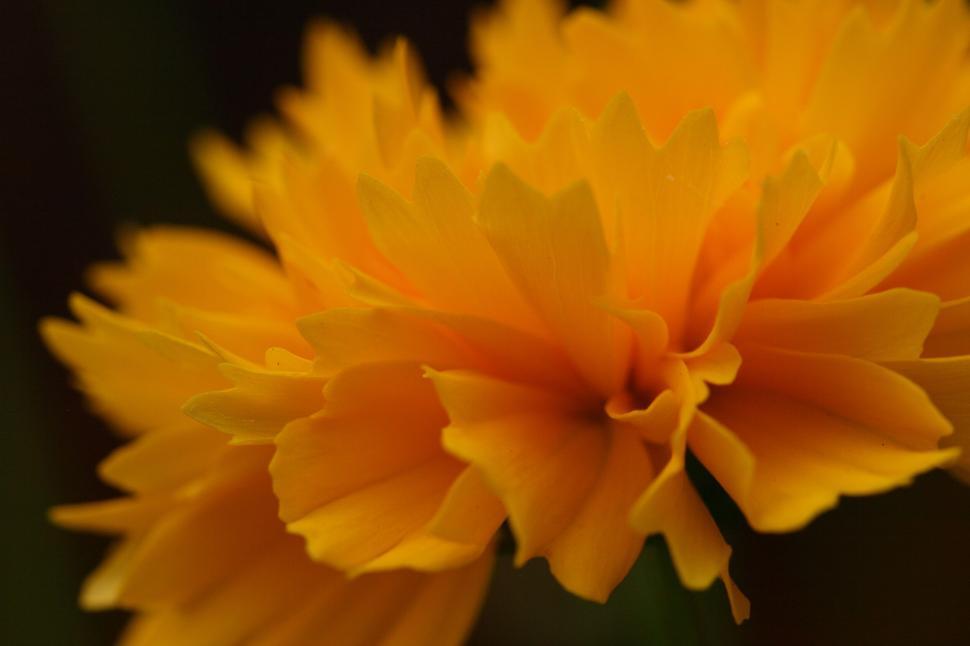 Free Image of Close-up of vibrant yellow flower petals in bloom. 