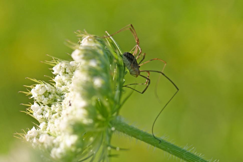 Free Stock Photo of Close-up of insect perched on white flower in ...