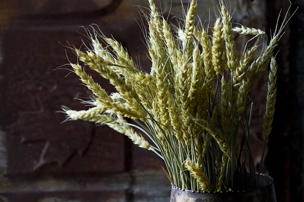Free Image of Wheat stalks in a metal container on a rustic background 