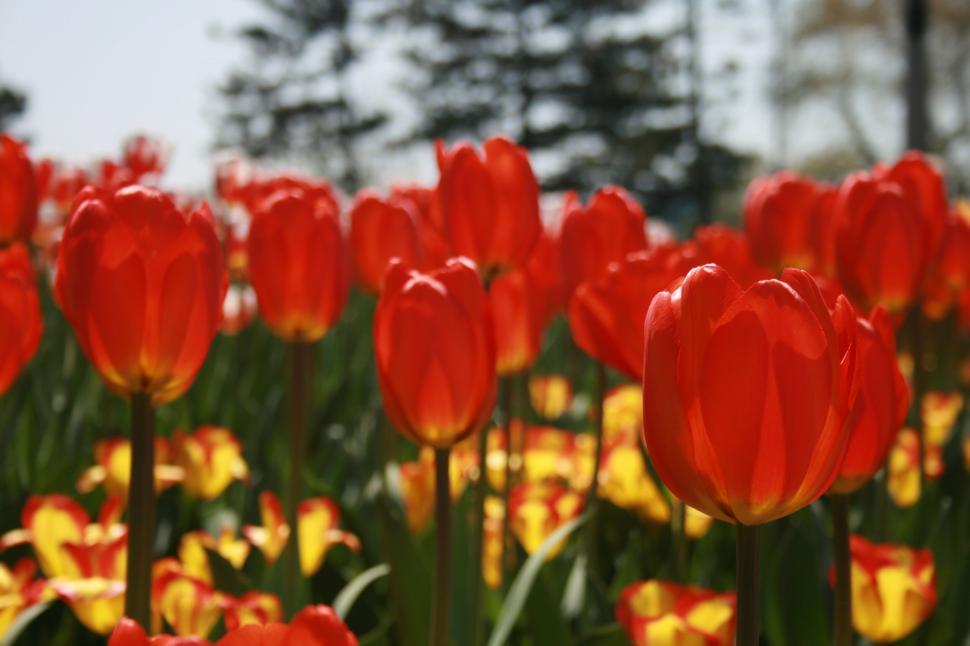 Free Image of Field of red tulips with yellow flowers in background 