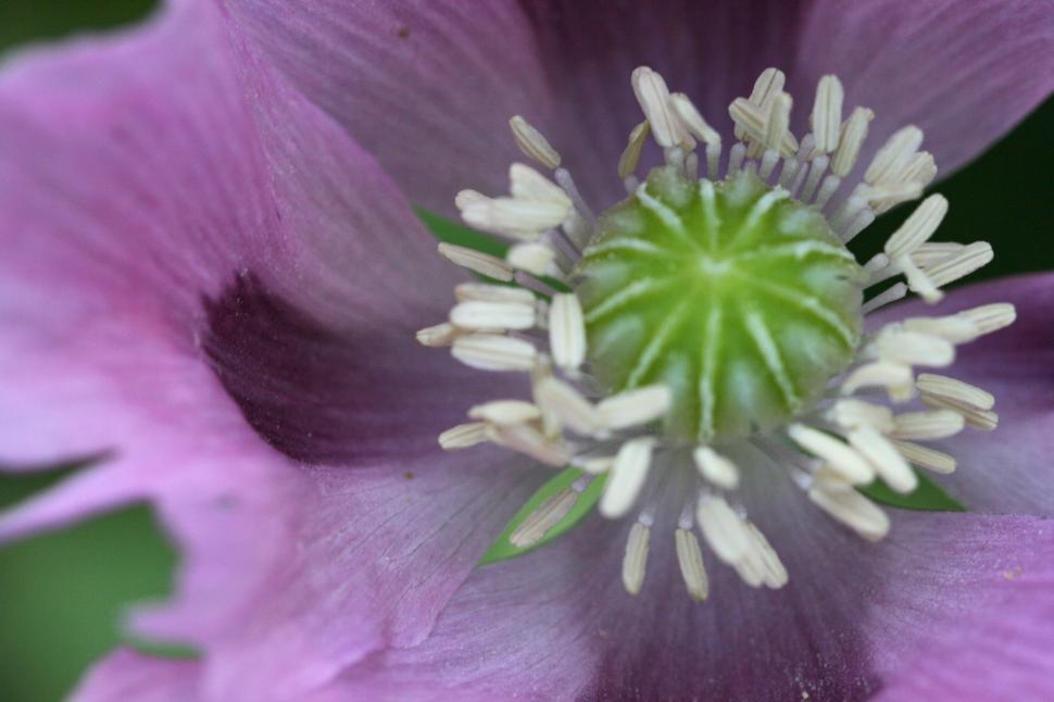 Free Image of Close-up view of a purple flower with detailed stamens 