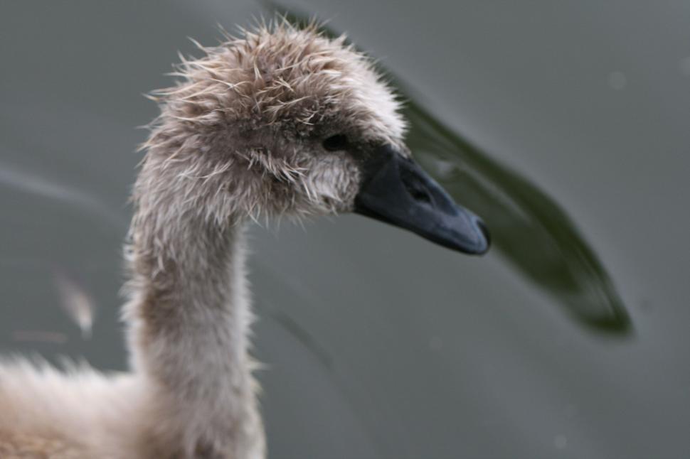 Free Image of Close-up of a young swan floating on calm water 