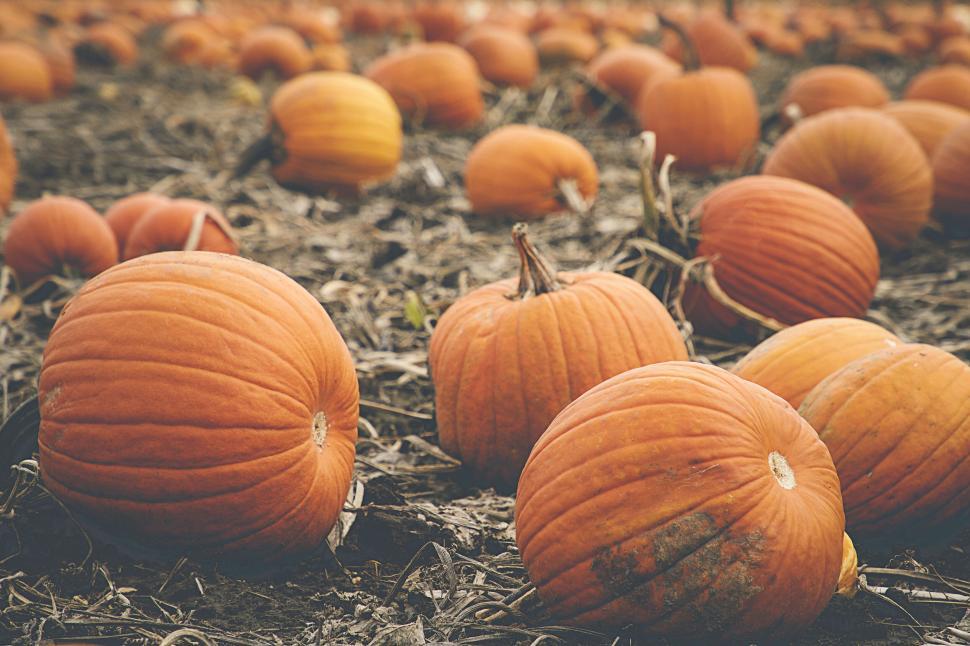 Fresh orange pumpkins in a pumpkin patch during fall harvest season