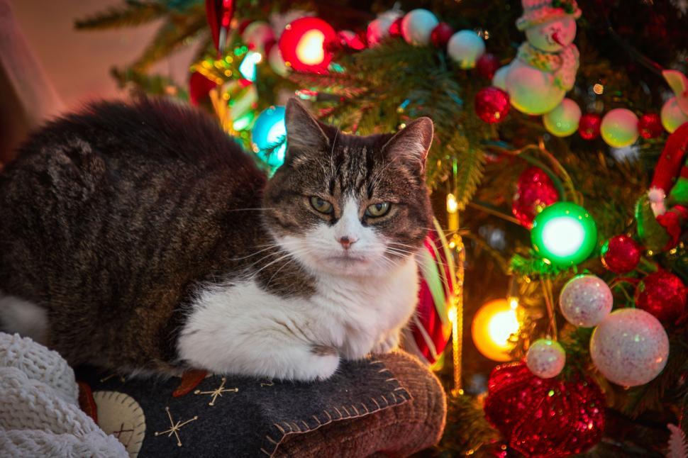 Free Image of A cat lying beneath a Christmas tree with festive decorations. 