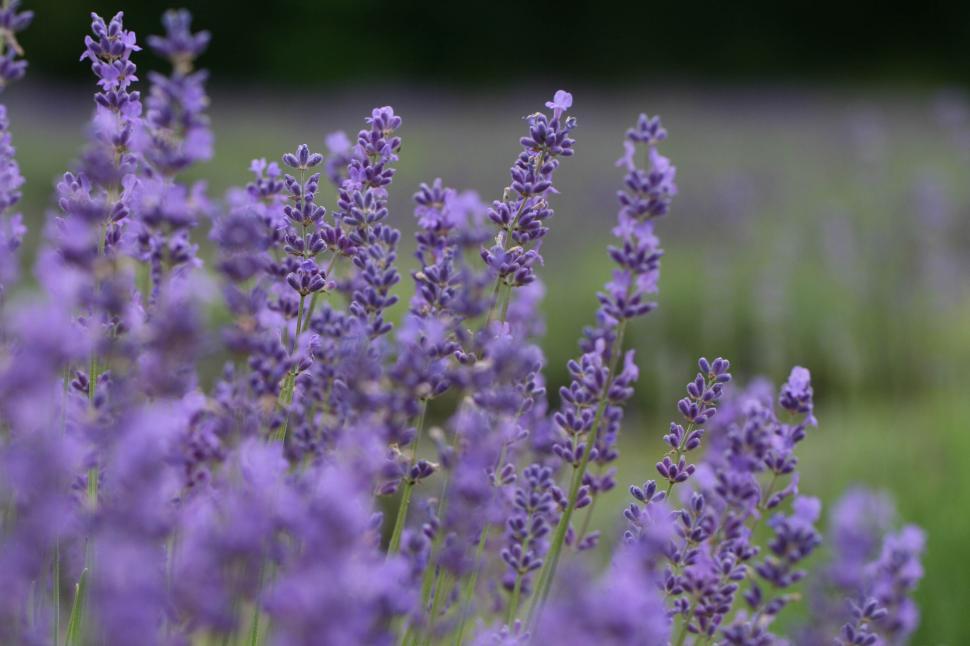 Free Image of Lavender flowers in full bloom creating a purple field 
