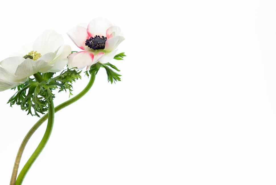 Free Image of Two White Flowers with Green Stems on a White Background 