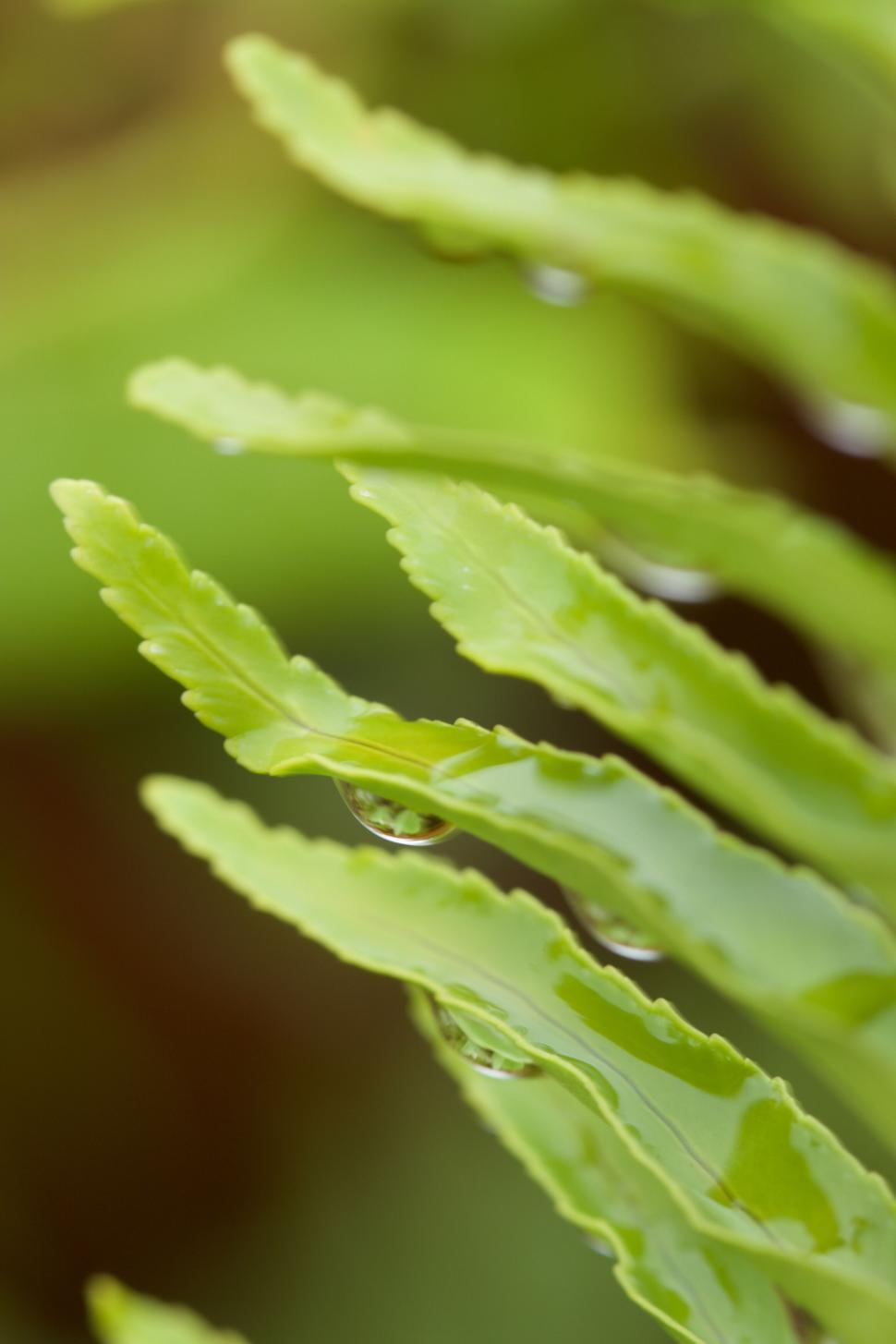 Free Image of Vibrant green fern with water droplets in the wild. 