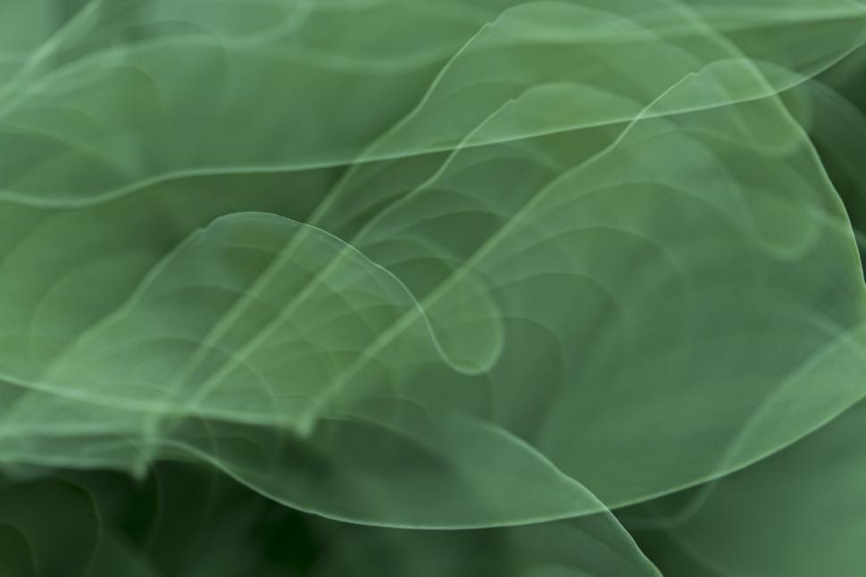 Free Image of Abstract green overlapping leaves creating dreamy effect. 
