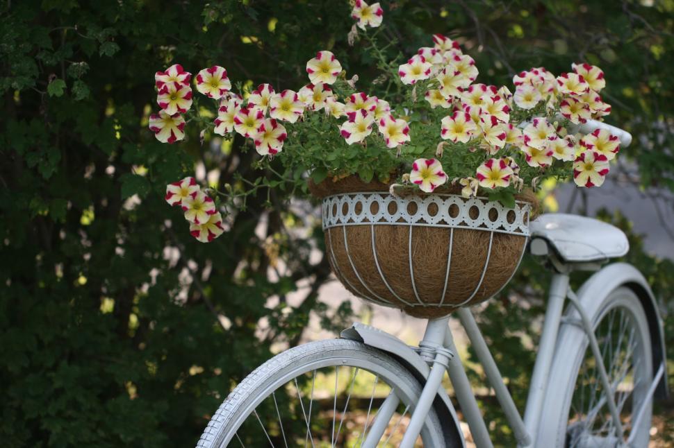 Free Image of Vintage white bicycle with flowers in basket outdoors 