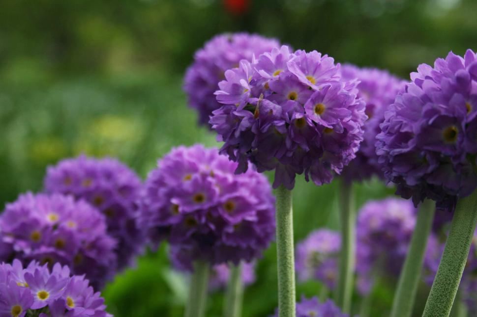 Free Image of Cluster of Vivid Purple Flowers Blooming Outdoors 