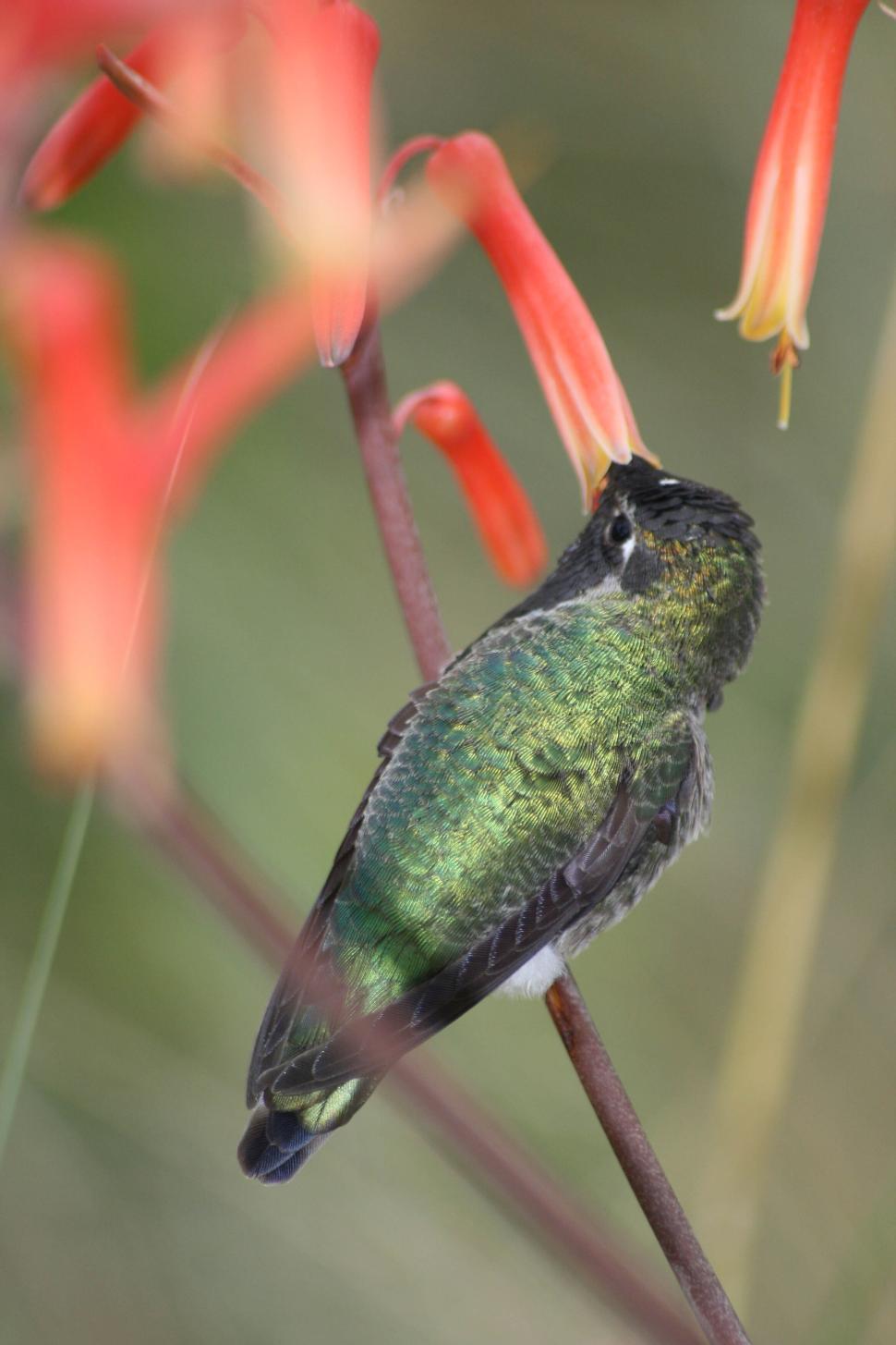 Free Image of Hummingbird drinking nectar from vibrant orange flower 