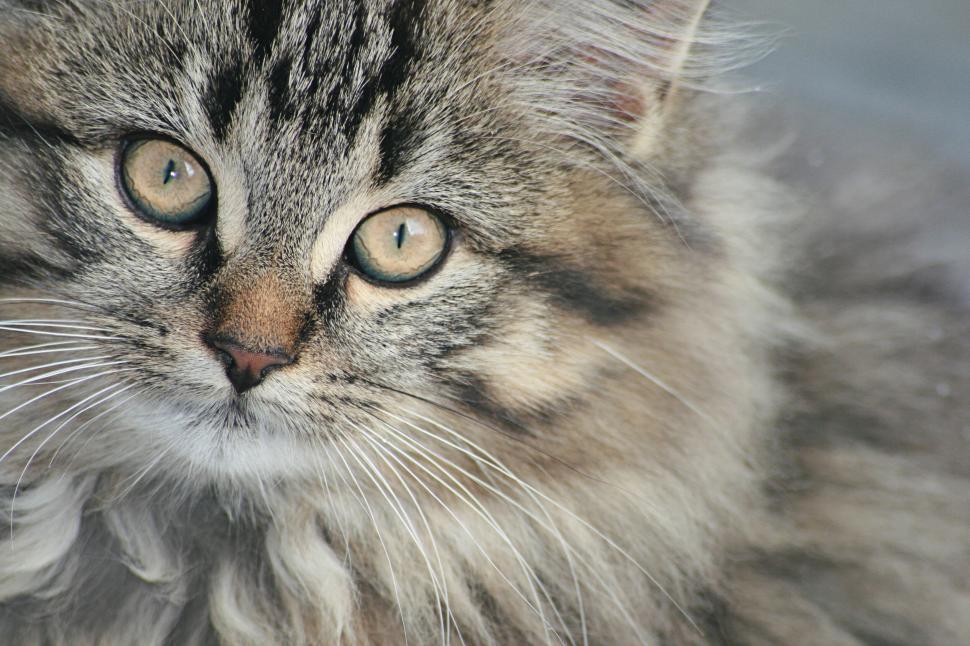Free Image of Close-up portrait of a fluffy brown and white cat 