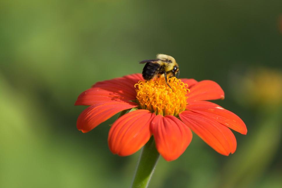 Free Image of Close-up of bee pollinating red flower in sunlight. 
