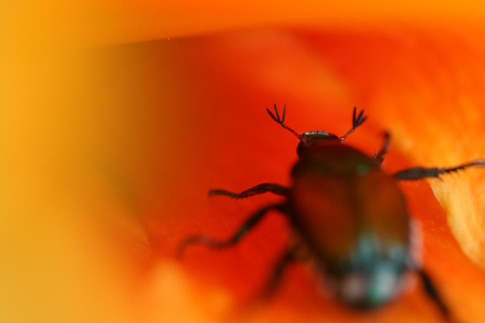 Free Image of Close-up of a beetle in vivid orange environment 