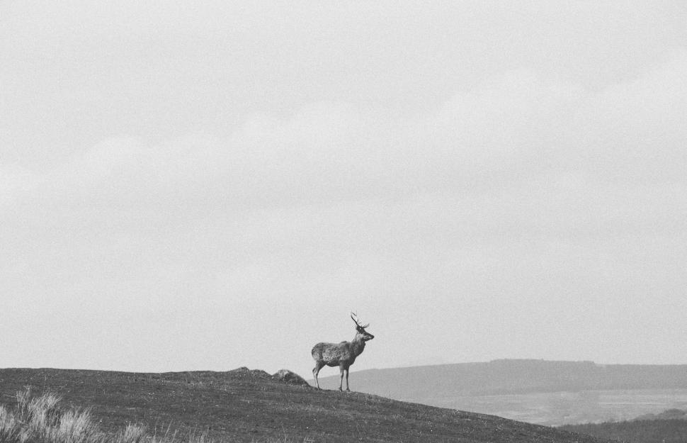 Free Image of Lone deer standing on hillside with vast sky skyline 