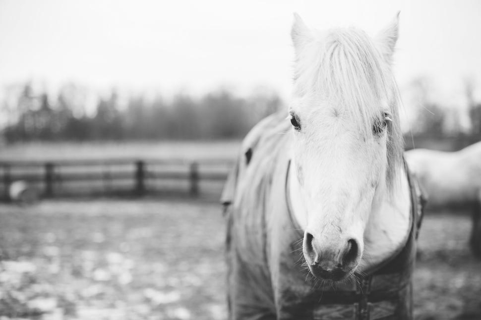 Free Image of White horse on a farm in a black and white image outdoors. 