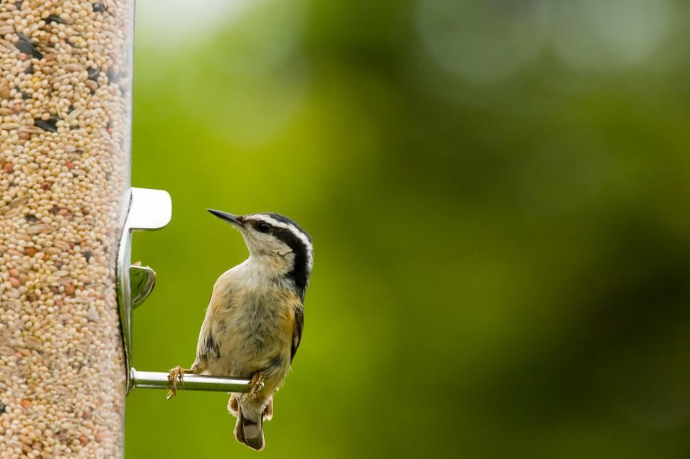 Free Image of Nuthatch 