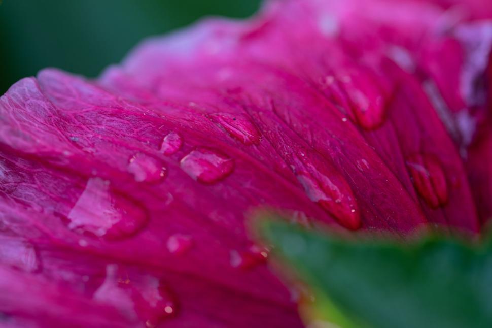 Free Image of Pink flower petal with water droplets in close focus. 