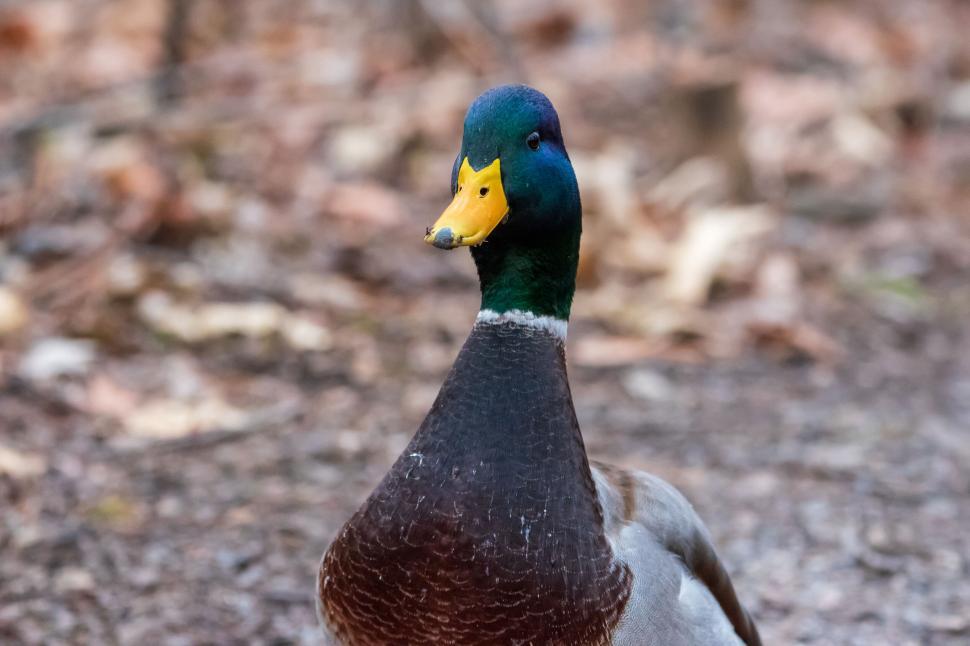 Free Image of Mallard duck with colorful feathers in natural habitat. 