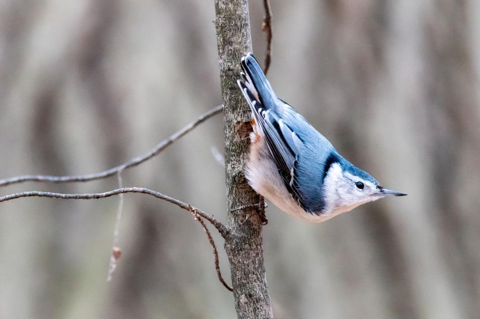 Free Image of Nuthatch bird perched on a tree branch in the forest 
