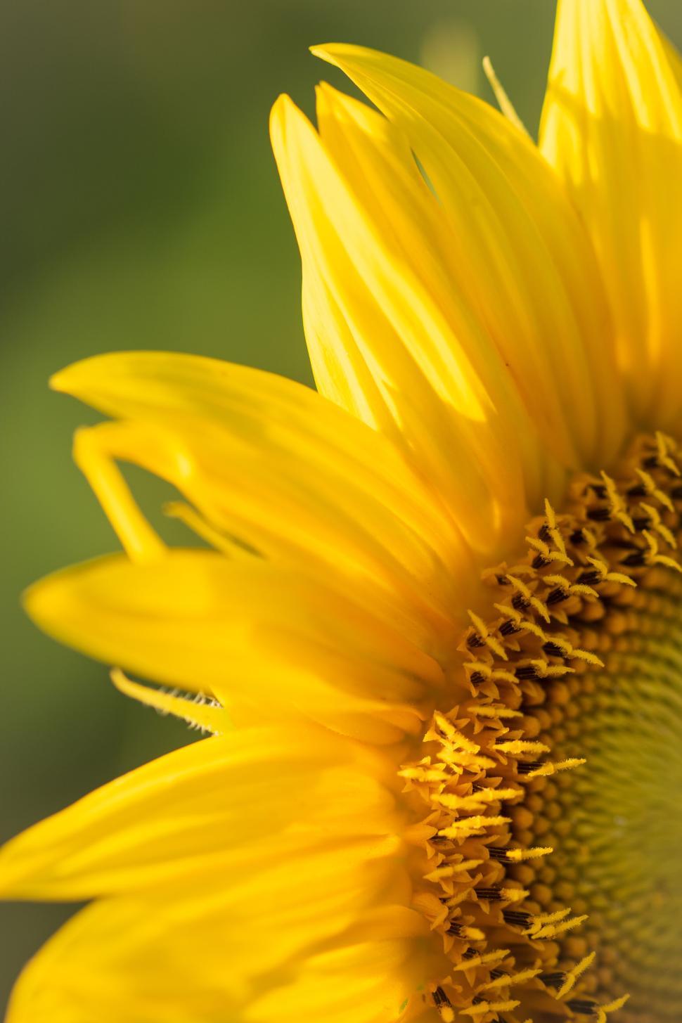 Free Image of Close-up of vibrant sunflower petals and center. 