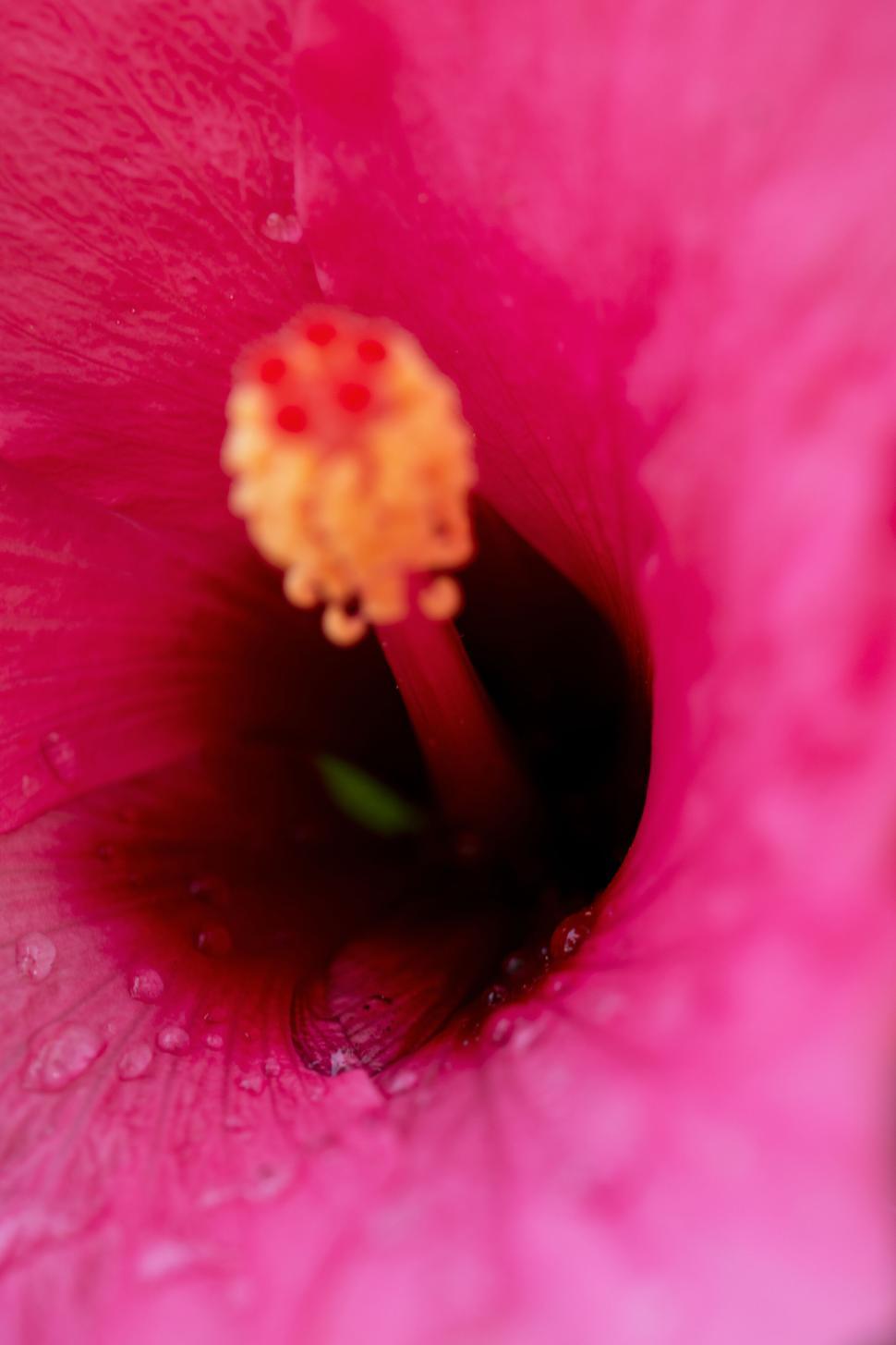 Free Image of Close macro shot of vibrant pink flower with water drops. 