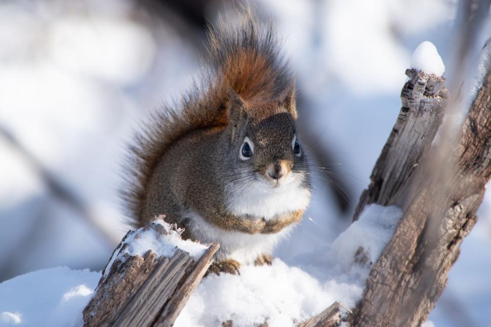 Free Image of Squirrel standing on snow-covered wood in winter. 
