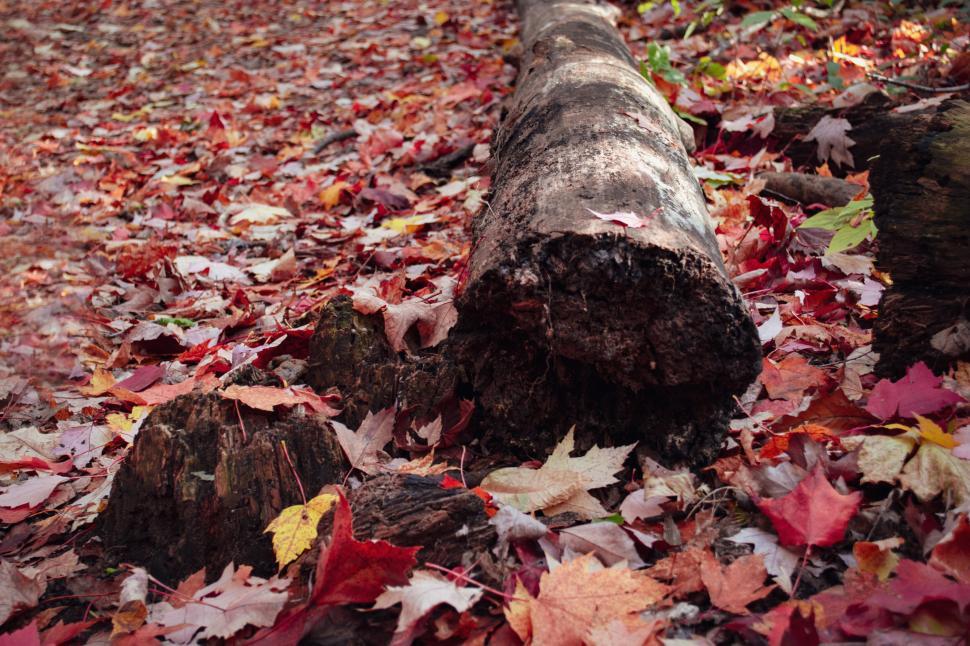 Free Image of Fallen tree surrounded by colorful autumn leaves. 