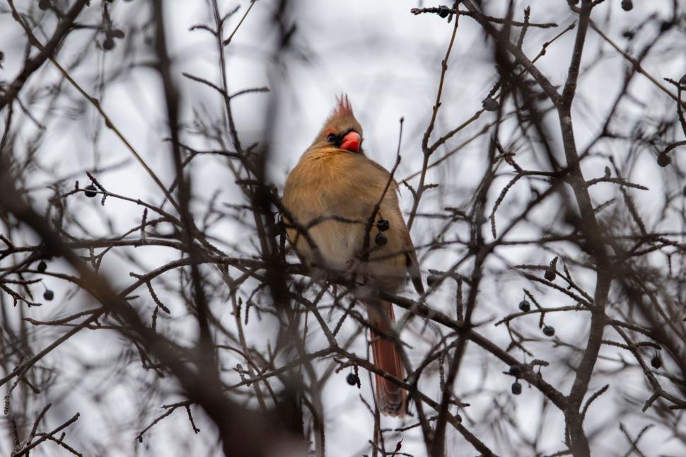 Free Image of Bird with orange beak perched on a branch in winter. 