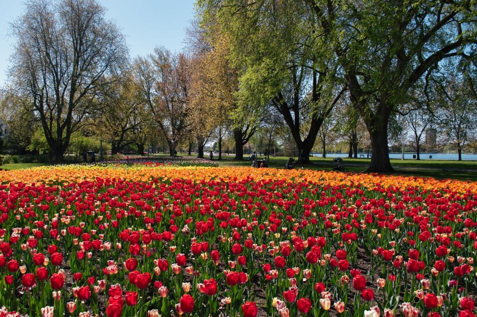 Free Image of Colorful tulip field in full bloom on a bright spring day. 