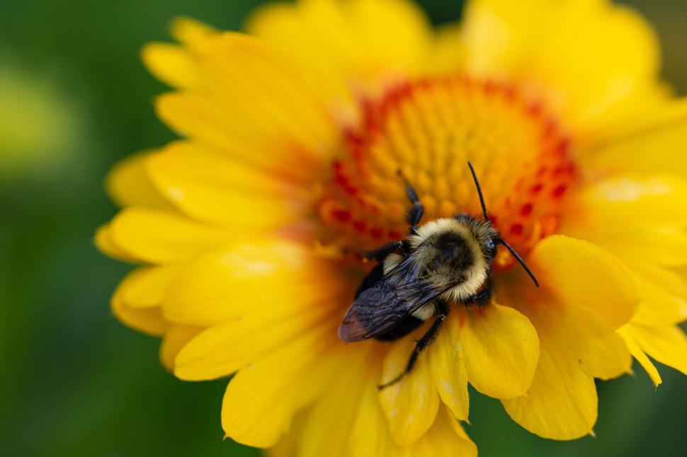 Free Image of A close-up of a bee on a bright yellow flower 