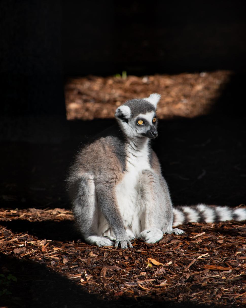 Free Image of Lemur sitting in shadows with alert expression around. 