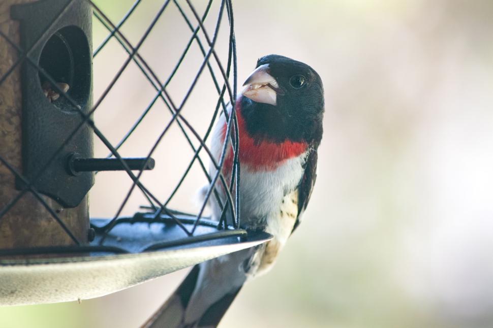 Free Image of Bird eating seeds from a feeder, close-up side view. 