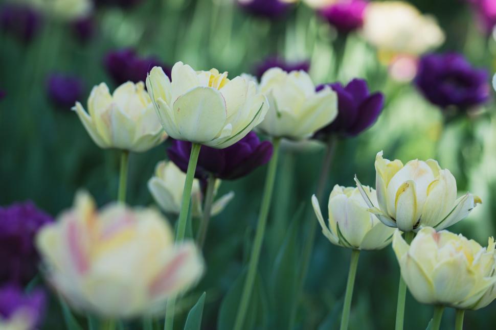 Free Image of Yellow and purple tulips in full bloom in a garden. 