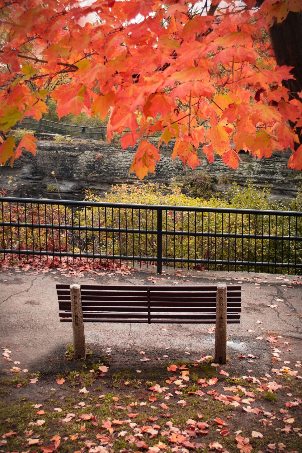 Free Image of Autumn bench under vibrant orange and red tree canopy. 
