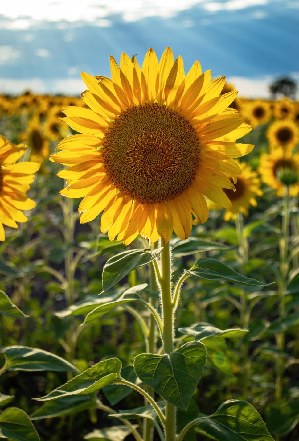 Free Image of Sunflower in a field with sunlight and blue sky 