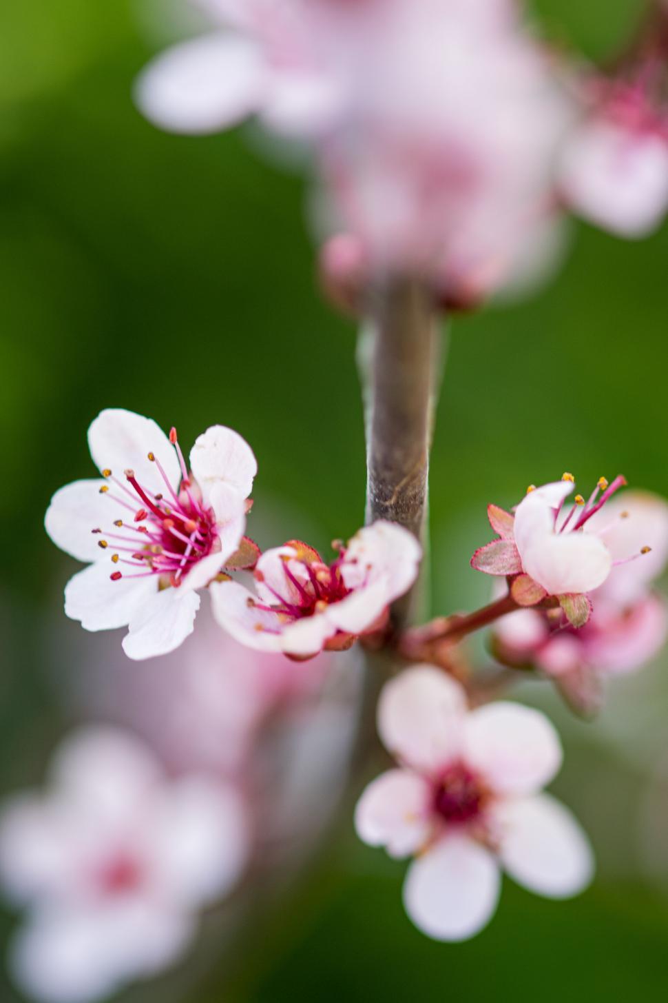 Free Image of Branch with delicate pink and white spring blossoms outdoors. 