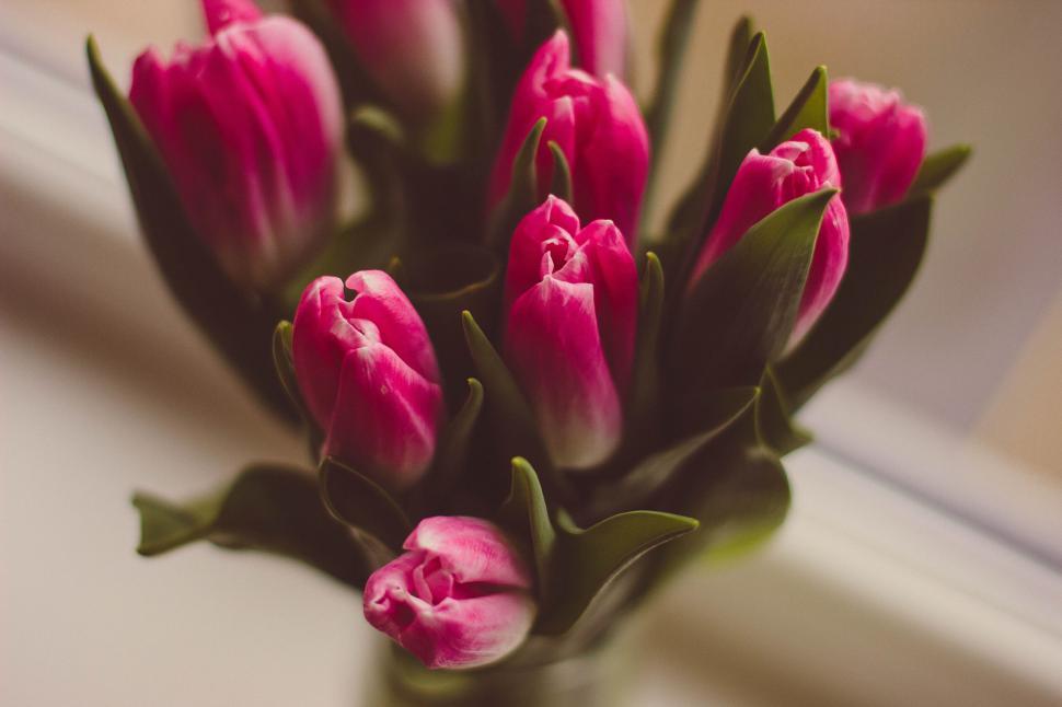 Free Image of Vibrant pink tulips in a vase by a sunny window 