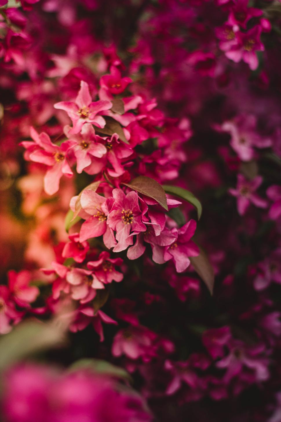 Free Image of Beautiful pink flowers in close-up with vibrant colors. 