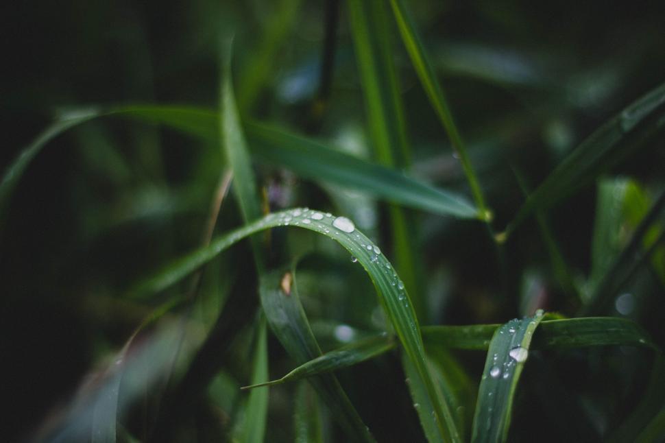 Free Image of Drops of water on fresh green grass after rainfall 