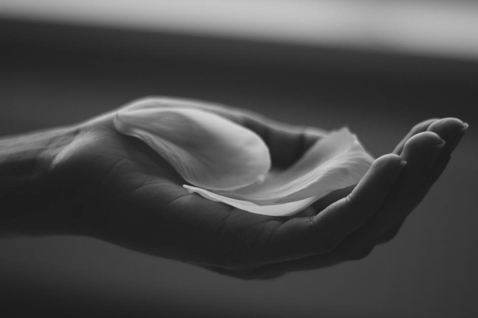 Free Image of Hand cradling delicate flower petals in monochrome 