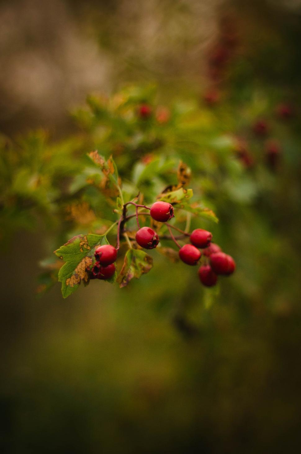 Free Image of Red berries on a branch in a blurred green background 