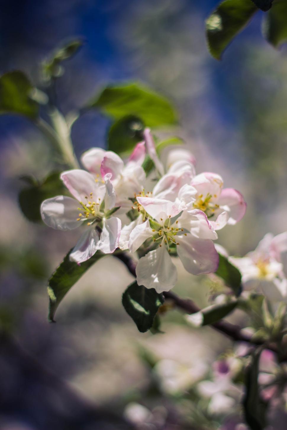 Free Image of Blossoming white flowers on branches with a soft background 