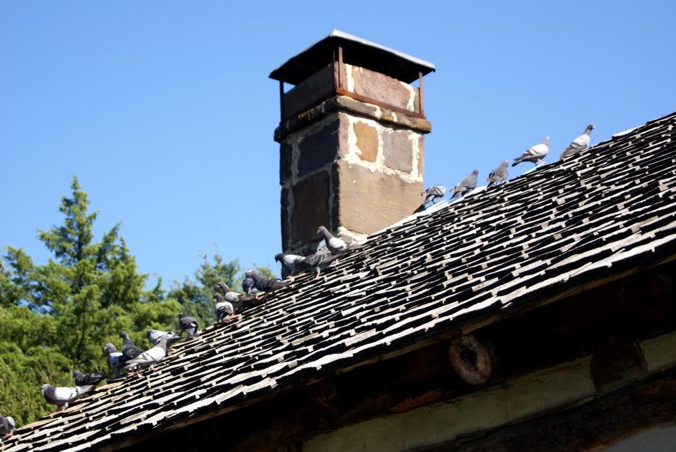 Free Image of Birds on the roof top 