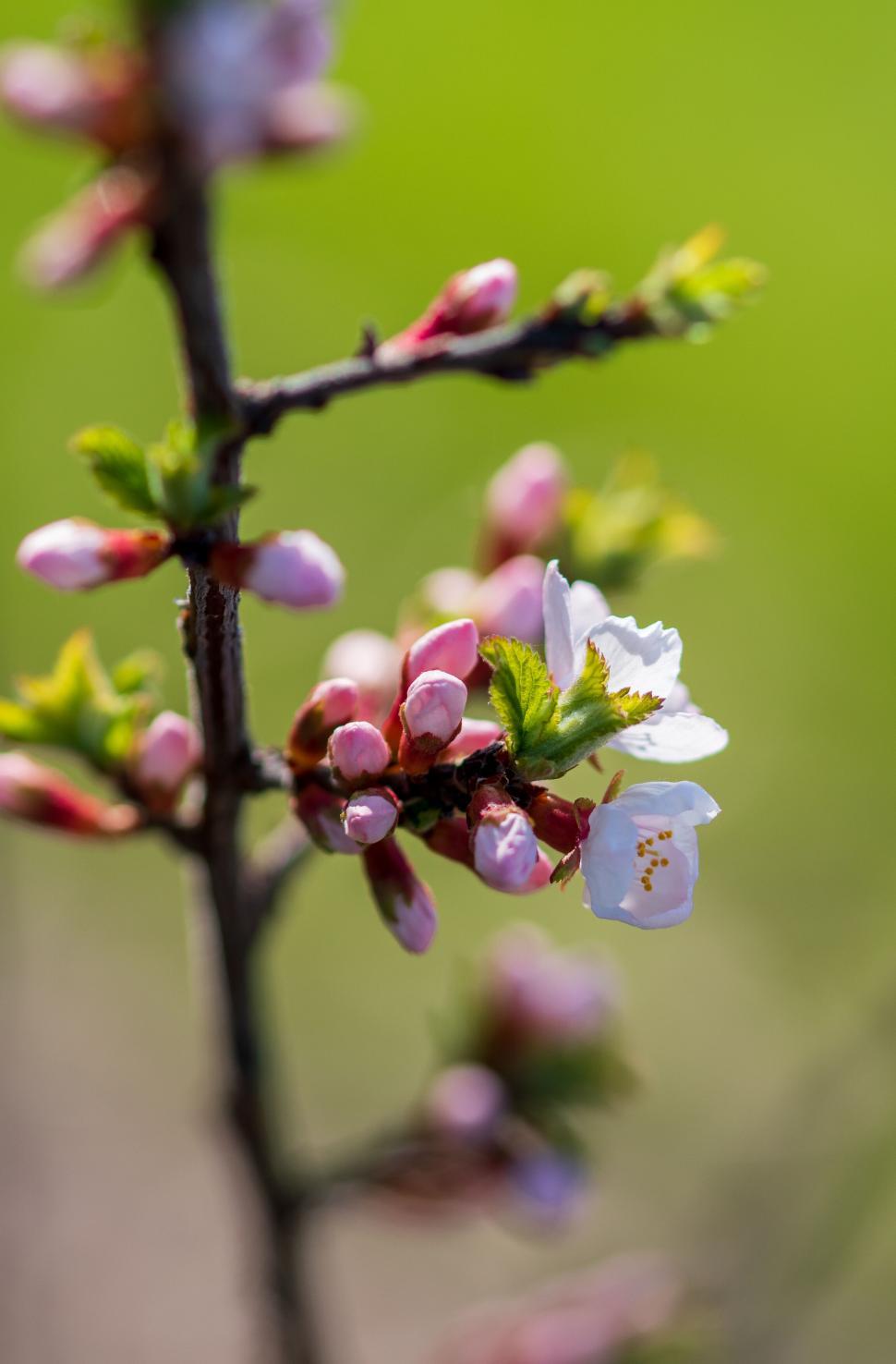 Free Image of Close-up of budding pink flowers on a branch outdoors. 