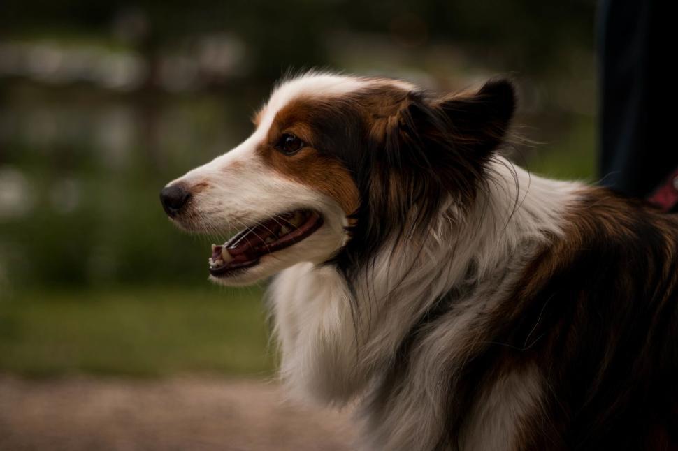 Free Image of Side view of a dog with a scenic outdoor background. 